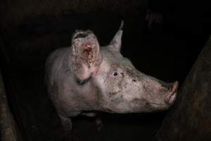 Dublin Piggery 2025 - In June 2025, investigators, acting on information from a member of the public, captured footage inside Andgar piggery in Dublin, South Australia.
The footage shows pigs living alongside the decomposing bodies of hundreds of dead pigs, with some becoming stuck in a giant pile of corpses.
Other footage from the same piggery shows pigs in 'eco sheds' on the property, which are sheds with two or three walls, with at least one side open to the elements. The pigs in these sheds are seen wading through mud and waste, which is often so deep that they are forced to swim. Some pigs had drowned in these sheds, likely after becoming stuck.
Pigs were filmed with massive, necrotic wounds where infection had eaten through skin down to the bone. One pig had a hole in their back that was roughly 10cm in diameter and packed with straw, mud and faeces. Piglets were also found living amongst the dead and rotting bodies of their littermates.
These visits took place over a month after this farm had been reported to the RSPCA by a member of the public, who was so horrified by the conditions that they knew they had to act.
- Captured at Dublin Piggery, Dublin SA Australia.