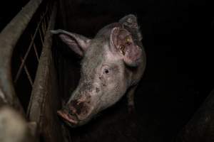 Dublin Piggery 2025 - In June 2025, investigators, acting on information from a member of the public, captured footage inside Andgar piggery in Dublin, South Australia.
The footage shows pigs living alongside the decomposing bodies of hundreds of dead pigs, with some becoming stuck in a giant pile of corpses.
Other footage from the same piggery shows pigs in 'eco sheds' on the property, which are sheds with two or three walls, with at least one side open to the elements. The pigs in these sheds are seen wading through mud and waste, which is often so deep that they are forced to swim. Some pigs had drowned in these sheds, likely after becoming stuck.
Pigs were filmed with massive, necrotic wounds where infection had eaten through skin down to the bone. One pig had a hole in their back that was roughly 10cm in diameter and packed with straw, mud and faeces. Piglets were also found living amongst the dead and rotting bodies of their littermates.
These visits took place over a month after this farm had been reported to the RSPCA by a member of the public, who was so horrified by the conditions that they knew they had to act.
- Captured at Dublin Piggery, Dublin SA Australia.