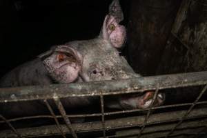 Dublin Piggery 2025 - In June 2025, investigators, acting on information from a member of the public, captured footage inside Andgar piggery in Dublin, South Australia.
The footage shows pigs living alongside the decomposing bodies of hundreds of dead pigs, with some becoming stuck in a giant pile of corpses.
Other footage from the same piggery shows pigs in 'eco sheds' on the property, which are sheds with two or three walls, with at least one side open to the elements. The pigs in these sheds are seen wading through mud and waste, which is often so deep that they are forced to swim. Some pigs had drowned in these sheds, likely after becoming stuck.
Pigs were filmed with massive, necrotic wounds where infection had eaten through skin down to the bone. One pig had a hole in their back that was roughly 10cm in diameter and packed with straw, mud and faeces. Piglets were also found living amongst the dead and rotting bodies of their littermates.
These visits took place over a month after this farm had been reported to the RSPCA by a member of the public, who was so horrified by the conditions that they knew they had to act.
- Captured at Dublin Piggery, Dublin SA Australia.
