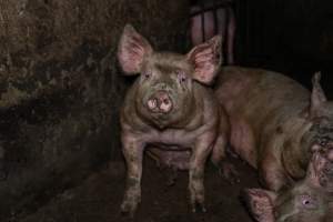 Dublin Piggery 2025 - In June 2025, investigators, acting on information from a member of the public, captured footage inside Andgar piggery in Dublin, South Australia.
The footage shows pigs living alongside the decomposing bodies of hundreds of dead pigs, with some becoming stuck in a giant pile of corpses.
Other footage from the same piggery shows pigs in 'eco sheds' on the property, which are sheds with two or three walls, with at least one side open to the elements. The pigs in these sheds are seen wading through mud and waste, which is often so deep that they are forced to swim. Some pigs had drowned in these sheds, likely after becoming stuck.
Pigs were filmed with massive, necrotic wounds where infection had eaten through skin down to the bone. One pig had a hole in their back that was roughly 10cm in diameter and packed with straw, mud and faeces. Piglets were also found living amongst the dead and rotting bodies of their littermates.
These visits took place over a month after this farm had been reported to the RSPCA by a member of the public, who was so horrified by the conditions that they knew they had to act.
- Captured at Dublin Piggery, Dublin SA Australia.