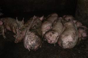 Dublin Piggery 2025 - In June 2025, investigators, acting on information from a member of the public, captured footage inside Andgar piggery in Dublin, South Australia.
The footage shows pigs living alongside the decomposing bodies of hundreds of dead pigs, with some becoming stuck in a giant pile of corpses.
Other footage from the same piggery shows pigs in 'eco sheds' on the property, which are sheds with two or three walls, with at least one side open to the elements. The pigs in these sheds are seen wading through mud and waste, which is often so deep that they are forced to swim. Some pigs had drowned in these sheds, likely after becoming stuck.
Pigs were filmed with massive, necrotic wounds where infection had eaten through skin down to the bone. One pig had a hole in their back that was roughly 10cm in diameter and packed with straw, mud and faeces. Piglets were also found living amongst the dead and rotting bodies of their littermates.
These visits took place over a month after this farm had been reported to the RSPCA by a member of the public, who was so horrified by the conditions that they knew they had to act.
- Captured at Dublin Piggery, Dublin SA Australia.