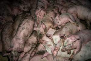 Dublin Piggery 2025 - In June 2025, investigators, acting on information from a member of the public, captured footage inside Andgar piggery in Dublin, South Australia. 

The footage shows pigs living alongside the decomposing bodies of hundreds of dead pigs, with some becoming stuck in a giant pile of corpses. 

Other footage from the same piggery shows pigs in 'eco sheds' on the property, which are sheds with two or three walls, with at least one side open to the elements. The pigs in these sheds are seen wading through mud and waste, which is often so deep that they are forced to swim. Some pigs had drowned in these sheds, likely after becoming stuck. 

Pigs were filmed with massive, necrotic wounds where infection had eaten through skin down to the bone. One pig had a hole in their back that was roughly 10cm in diameter and packed with straw, mud and faeces. Piglets were also found living amongst the dead and rotting bodies of their littermates.

These visits took place over a month after this farm had been reported to the RSPCA by a member of the public, who was so horrified by the conditions that they knew they had to act. 
 - Captured at Dublin Piggery, Dublin SA Australia.