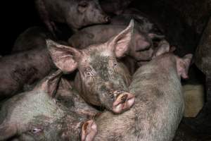 Dublin Piggery 2025 - In June 2025, investigators, acting on information from a member of the public, captured footage inside Andgar piggery in Dublin, South Australia.
The footage shows pigs living alongside the decomposing bodies of hundreds of dead pigs, with some becoming stuck in a giant pile of corpses.
Other footage from the same piggery shows pigs in 'eco sheds' on the property, which are sheds with two or three walls, with at least one side open to the elements. The pigs in these sheds are seen wading through mud and waste, which is often so deep that they are forced to swim. Some pigs had drowned in these sheds, likely after becoming stuck.
Pigs were filmed with massive, necrotic wounds where infection had eaten through skin down to the bone. One pig had a hole in their back that was roughly 10cm in diameter and packed with straw, mud and faeces. Piglets were also found living amongst the dead and rotting bodies of their littermates.
These visits took place over a month after this farm had been reported to the RSPCA by a member of the public, who was so horrified by the conditions that they knew they had to act.
- Captured at Dublin Piggery, Dublin SA Australia.