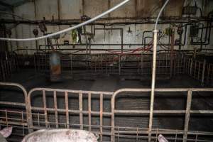 Dublin Piggery 2025 - In June 2025, investigators, acting on information from a member of the public, captured footage inside Andgar piggery in Dublin, South Australia. 

The footage shows pigs living alongside the decomposing bodies of hundreds of dead pigs, with some becoming stuck in a giant pile of corpses. 

Other footage from the same piggery shows pigs in 'eco sheds' on the property, which are sheds with two or three walls, with at least one side open to the elements. The pigs in these sheds are seen wading through mud and waste, which is often so deep that they are forced to swim. Some pigs had drowned in these sheds, likely after becoming stuck. 

Pigs were filmed with massive, necrotic wounds where infection had eaten through skin down to the bone. One pig had a hole in their back that was roughly 10cm in diameter and packed with straw, mud and faeces. Piglets were also found living amongst the dead and rotting bodies of their littermates.

These visits took place over a month after this farm had been reported to the RSPCA by a member of the public, who was so horrified by the conditions that they knew they had to act. 
 - Captured at Dublin Piggery, Dublin SA Australia.