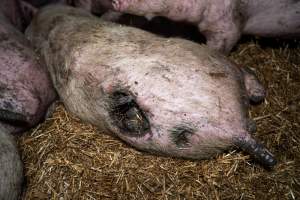 Dublin Piggery 2025 - In June 2025, investigators, acting on information from a member of the public, captured footage inside Andgar piggery in Dublin, South Australia.
The footage shows pigs living alongside the decomposing bodies of hundreds of dead pigs, with some becoming stuck in a giant pile of corpses.
Other footage from the same piggery shows pigs in 'eco sheds' on the property, which are sheds with two or three walls, with at least one side open to the elements. The pigs in these sheds are seen wading through mud and waste, which is often so deep that they are forced to swim. Some pigs had drowned in these sheds, likely after becoming stuck.
Pigs were filmed with massive, necrotic wounds where infection had eaten through skin down to the bone. One pig had a hole in their back that was roughly 10cm in diameter and packed with straw, mud and faeces. Piglets were also found living amongst the dead and rotting bodies of their littermates.
These visits took place over a month after this farm had been reported to the RSPCA by a member of the public, who was so horrified by the conditions that they knew they had to act.
- Captured at Dublin Piggery, Dublin SA Australia.