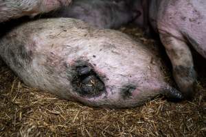 Dublin Piggery 2025 - In June 2025, investigators, acting on information from a member of the public, captured footage inside Andgar piggery in Dublin, South Australia. 

The footage shows pigs living alongside the decomposing bodies of hundreds of dead pigs, with some becoming stuck in a giant pile of corpses. 

Other footage from the same piggery shows pigs in 'eco sheds' on the property, which are sheds with two or three walls, with at least one side open to the elements. The pigs in these sheds are seen wading through mud and waste, which is often so deep that they are forced to swim. Some pigs had drowned in these sheds, likely after becoming stuck. 

Pigs were filmed with massive, necrotic wounds where infection had eaten through skin down to the bone. One pig had a hole in their back that was roughly 10cm in diameter and packed with straw, mud and faeces. Piglets were also found living amongst the dead and rotting bodies of their littermates.

These visits took place over a month after this farm had been reported to the RSPCA by a member of the public, who was so horrified by the conditions that they knew they had to act. 
 - Captured at Dublin Piggery, Dublin SA Australia.