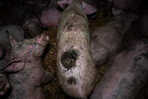 Dublin Piggery 2025 - In June 2025, investigators, acting on information from a member of the public, captured footage inside Andgar piggery in Dublin, South Australia. 

The footage shows pigs living alongside the decomposing bodies of hundreds of dead pigs, with some becoming stuck in a giant pile of corpses. 

Other footage from the same piggery shows pigs in 'eco sheds' on the property, which are sheds with two or three walls, with at least one side open to the elements. The pigs in these sheds are seen wading through mud and waste, which is often so deep that they are forced to swim. Some pigs had drowned in these sheds, likely after becoming stuck. 

Pigs were filmed with massive, necrotic wounds where infection had eaten through skin down to the bone. One pig had a hole in their back that was roughly 10cm in diameter and packed with straw, mud and faeces. Piglets were also found living amongst the dead and rotting bodies of their littermates.

These visits took place over a month after this farm had been reported to the RSPCA by a member of the public, who was so horrified by the conditions that they knew they had to act. 
 - Captured at Dublin Piggery, Dublin SA Australia.
