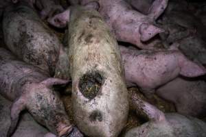 Dublin Piggery 2025 - In June 2025, investigators, acting on information from a member of the public, captured footage inside Andgar piggery in Dublin, South Australia. 

The footage shows pigs living alongside the decomposing bodies of hundreds of dead pigs, with some becoming stuck in a giant pile of corpses. 

Other footage from the same piggery shows pigs in 'eco sheds' on the property, which are sheds with two or three walls, with at least one side open to the elements. The pigs in these sheds are seen wading through mud and waste, which is often so deep that they are forced to swim. Some pigs had drowned in these sheds, likely after becoming stuck. 

Pigs were filmed with massive, necrotic wounds where infection had eaten through skin down to the bone. One pig had a hole in their back that was roughly 10cm in diameter and packed with straw, mud and faeces. Piglets were also found living amongst the dead and rotting bodies of their littermates.

These visits took place over a month after this farm had been reported to the RSPCA by a member of the public, who was so horrified by the conditions that they knew they had to act. 
 - Captured at Dublin Piggery, Dublin SA Australia.