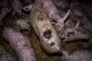 Dublin Piggery 2025 - In June 2025, investigators, acting on information from a member of the public, captured footage inside Andgar piggery in Dublin, South Australia. 

The footage shows pigs living alongside the decomposing bodies of hundreds of dead pigs, with some becoming stuck in a giant pile of corpses. 

Other footage from the same piggery shows pigs in 'eco sheds' on the property, which are sheds with two or three walls, with at least one side open to the elements. The pigs in these sheds are seen wading through mud and waste, which is often so deep that they are forced to swim. Some pigs had drowned in these sheds, likely after becoming stuck. 

Pigs were filmed with massive, necrotic wounds where infection had eaten through skin down to the bone. One pig had a hole in their back that was roughly 10cm in diameter and packed with straw, mud and faeces. Piglets were also found living amongst the dead and rotting bodies of their littermates.

These visits took place over a month after this farm had been reported to the RSPCA by a member of the public, who was so horrified by the conditions that they knew they had to act. 
 - Captured at Dublin Piggery, Dublin SA Australia.