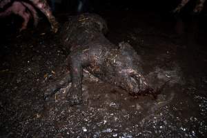Dublin Piggery 2025 - In June 2025, investigators, acting on information from a member of the public, captured footage inside Andgar piggery in Dublin, South Australia.
The footage shows pigs living alongside the decomposing bodies of hundreds of dead pigs, with some becoming stuck in a giant pile of corpses.
Other footage from the same piggery shows pigs in 'eco sheds' on the property, which are sheds with two or three walls, with at least one side open to the elements. The pigs in these sheds are seen wading through mud and waste, which is often so deep that they are forced to swim. Some pigs had drowned in these sheds, likely after becoming stuck.
Pigs were filmed with massive, necrotic wounds where infection had eaten through skin down to the bone. One pig had a hole in their back that was roughly 10cm in diameter and packed with straw, mud and faeces. Piglets were also found living amongst the dead and rotting bodies of their littermates.
These visits took place over a month after this farm had been reported to the RSPCA by a member of the public, who was so horrified by the conditions that they knew they had to act.
- Captured at Dublin Piggery, Dublin SA Australia.