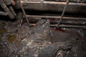 Dublin Piggery 2025 - In June 2025, investigators, acting on information from a member of the public, captured footage inside Andgar piggery in Dublin, South Australia. 

The footage shows pigs living alongside the decomposing bodies of hundreds of dead pigs, with some becoming stuck in a giant pile of corpses. 

Other footage from the same piggery shows pigs in 'eco sheds' on the property, which are sheds with two or three walls, with at least one side open to the elements. The pigs in these sheds are seen wading through mud and waste, which is often so deep that they are forced to swim. Some pigs had drowned in these sheds, likely after becoming stuck. 

Pigs were filmed with massive, necrotic wounds where infection had eaten through skin down to the bone. One pig had a hole in their back that was roughly 10cm in diameter and packed with straw, mud and faeces. Piglets were also found living amongst the dead and rotting bodies of their littermates.

These visits took place over a month after this farm had been reported to the RSPCA by a member of the public, who was so horrified by the conditions that they knew they had to act. 
 - Captured at Dublin Piggery, Dublin SA Australia.