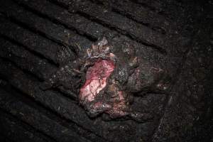 Dublin Piggery 2025 - In June 2025, investigators, acting on information from a member of the public, captured footage inside Andgar piggery in Dublin, South Australia.
The footage shows pigs living alongside the decomposing bodies of hundreds of dead pigs, with some becoming stuck in a giant pile of corpses.
Other footage from the same piggery shows pigs in 'eco sheds' on the property, which are sheds with two or three walls, with at least one side open to the elements. The pigs in these sheds are seen wading through mud and waste, which is often so deep that they are forced to swim. Some pigs had drowned in these sheds, likely after becoming stuck.
Pigs were filmed with massive, necrotic wounds where infection had eaten through skin down to the bone. One pig had a hole in their back that was roughly 10cm in diameter and packed with straw, mud and faeces. Piglets were also found living amongst the dead and rotting bodies of their littermates.
These visits took place over a month after this farm had been reported to the RSPCA by a member of the public, who was so horrified by the conditions that they knew they had to act.
- Captured at Dublin Piggery, Dublin SA Australia.