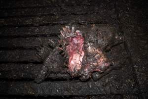Dublin Piggery 2025 - In June 2025, investigators, acting on information from a member of the public, captured footage inside Andgar piggery in Dublin, South Australia.
The footage shows pigs living alongside the decomposing bodies of hundreds of dead pigs, with some becoming stuck in a giant pile of corpses.
Other footage from the same piggery shows pigs in 'eco sheds' on the property, which are sheds with two or three walls, with at least one side open to the elements. The pigs in these sheds are seen wading through mud and waste, which is often so deep that they are forced to swim. Some pigs had drowned in these sheds, likely after becoming stuck.
Pigs were filmed with massive, necrotic wounds where infection had eaten through skin down to the bone. One pig had a hole in their back that was roughly 10cm in diameter and packed with straw, mud and faeces. Piglets were also found living amongst the dead and rotting bodies of their littermates.
These visits took place over a month after this farm had been reported to the RSPCA by a member of the public, who was so horrified by the conditions that they knew they had to act.
- Captured at Dublin Piggery, Dublin SA Australia.