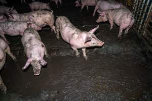 Dublin Piggery 2025 - In June 2025, investigators, acting on information from a member of the public, captured footage inside Andgar piggery in Dublin, South Australia.
The footage shows pigs living alongside the decomposing bodies of hundreds of dead pigs, with some becoming stuck in a giant pile of corpses.
Other footage from the same piggery shows pigs in 'eco sheds' on the property, which are sheds with two or three walls, with at least one side open to the elements. The pigs in these sheds are seen wading through mud and waste, which is often so deep that they are forced to swim. Some pigs had drowned in these sheds, likely after becoming stuck.
Pigs were filmed with massive, necrotic wounds where infection had eaten through skin down to the bone. One pig had a hole in their back that was roughly 10cm in diameter and packed with straw, mud and faeces. Piglets were also found living amongst the dead and rotting bodies of their littermates.
These visits took place over a month after this farm had been reported to the RSPCA by a member of the public, who was so horrified by the conditions that they knew they had to act.
- Captured at Dublin Piggery, Dublin SA Australia.