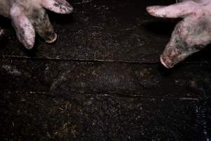 Dublin Piggery 2025 - In June 2025, investigators, acting on information from a member of the public, captured footage inside Andgar piggery in Dublin, South Australia.
The footage shows pigs living alongside the decomposing bodies of hundreds of dead pigs, with some becoming stuck in a giant pile of corpses.
Other footage from the same piggery shows pigs in 'eco sheds' on the property, which are sheds with two or three walls, with at least one side open to the elements. The pigs in these sheds are seen wading through mud and waste, which is often so deep that they are forced to swim. Some pigs had drowned in these sheds, likely after becoming stuck.
Pigs were filmed with massive, necrotic wounds where infection had eaten through skin down to the bone. One pig had a hole in their back that was roughly 10cm in diameter and packed with straw, mud and faeces. Piglets were also found living amongst the dead and rotting bodies of their littermates.
These visits took place over a month after this farm had been reported to the RSPCA by a member of the public, who was so horrified by the conditions that they knew they had to act.
- Captured at Dublin Piggery, Dublin SA Australia.