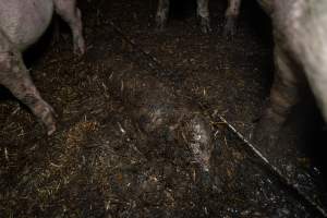 Dublin Piggery 2025 - In June 2025, investigators, acting on information from a member of the public, captured footage inside Andgar piggery in Dublin, South Australia.
The footage shows pigs living alongside the decomposing bodies of hundreds of dead pigs, with some becoming stuck in a giant pile of corpses.
Other footage from the same piggery shows pigs in 'eco sheds' on the property, which are sheds with two or three walls, with at least one side open to the elements. The pigs in these sheds are seen wading through mud and waste, which is often so deep that they are forced to swim. Some pigs had drowned in these sheds, likely after becoming stuck.
Pigs were filmed with massive, necrotic wounds where infection had eaten through skin down to the bone. One pig had a hole in their back that was roughly 10cm in diameter and packed with straw, mud and faeces. Piglets were also found living amongst the dead and rotting bodies of their littermates.
These visits took place over a month after this farm had been reported to the RSPCA by a member of the public, who was so horrified by the conditions that they knew they had to act.
- Captured at Dublin Piggery, Dublin SA Australia.