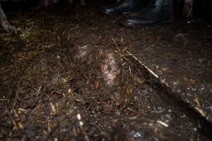 Dublin Piggery 2025 - In June 2025, investigators, acting on information from a member of the public, captured footage inside Andgar piggery in Dublin, South Australia.
The footage shows pigs living alongside the decomposing bodies of hundreds of dead pigs, with some becoming stuck in a giant pile of corpses.
Other footage from the same piggery shows pigs in 'eco sheds' on the property, which are sheds with two or three walls, with at least one side open to the elements. The pigs in these sheds are seen wading through mud and waste, which is often so deep that they are forced to swim. Some pigs had drowned in these sheds, likely after becoming stuck.
Pigs were filmed with massive, necrotic wounds where infection had eaten through skin down to the bone. One pig had a hole in their back that was roughly 10cm in diameter and packed with straw, mud and faeces. Piglets were also found living amongst the dead and rotting bodies of their littermates.
These visits took place over a month after this farm had been reported to the RSPCA by a member of the public, who was so horrified by the conditions that they knew they had to act.
- Captured at Dublin Piggery, Dublin SA Australia.