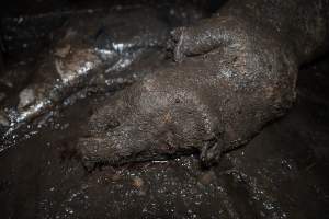 Dublin Piggery 2025 - In June 2025, investigators, acting on information from a member of the public, captured footage inside Andgar piggery in Dublin, South Australia.
The footage shows pigs living alongside the decomposing bodies of hundreds of dead pigs, with some becoming stuck in a giant pile of corpses.
Other footage from the same piggery shows pigs in 'eco sheds' on the property, which are sheds with two or three walls, with at least one side open to the elements. The pigs in these sheds are seen wading through mud and waste, which is often so deep that they are forced to swim. Some pigs had drowned in these sheds, likely after becoming stuck.
Pigs were filmed with massive, necrotic wounds where infection had eaten through skin down to the bone. One pig had a hole in their back that was roughly 10cm in diameter and packed with straw, mud and faeces. Piglets were also found living amongst the dead and rotting bodies of their littermates.
These visits took place over a month after this farm had been reported to the RSPCA by a member of the public, who was so horrified by the conditions that they knew they had to act.
- Captured at Dublin Piggery, Dublin SA Australia.