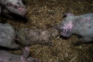 Dublin Piggery 2025 - In June 2025, investigators, acting on information from a member of the public, captured footage inside Andgar piggery in Dublin, South Australia.
The footage shows pigs living alongside the decomposing bodies of hundreds of dead pigs, with some becoming stuck in a giant pile of corpses.
Other footage from the same piggery shows pigs in 'eco sheds' on the property, which are sheds with two or three walls, with at least one side open to the elements. The pigs in these sheds are seen wading through mud and waste, which is often so deep that they are forced to swim. Some pigs had drowned in these sheds, likely after becoming stuck.
Pigs were filmed with massive, necrotic wounds where infection had eaten through skin down to the bone. One pig had a hole in their back that was roughly 10cm in diameter and packed with straw, mud and faeces. Piglets were also found living amongst the dead and rotting bodies of their littermates.
These visits took place over a month after this farm had been reported to the RSPCA by a member of the public, who was so horrified by the conditions that they knew they had to act.
- Captured at Dublin Piggery, Dublin SA Australia.