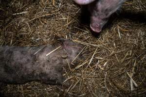 Dublin Piggery 2025 - In June 2025, investigators, acting on information from a member of the public, captured footage inside Andgar piggery in Dublin, South Australia.
The footage shows pigs living alongside the decomposing bodies of hundreds of dead pigs, with some becoming stuck in a giant pile of corpses.
Other footage from the same piggery shows pigs in 'eco sheds' on the property, which are sheds with two or three walls, with at least one side open to the elements. The pigs in these sheds are seen wading through mud and waste, which is often so deep that they are forced to swim. Some pigs had drowned in these sheds, likely after becoming stuck.
Pigs were filmed with massive, necrotic wounds where infection had eaten through skin down to the bone. One pig had a hole in their back that was roughly 10cm in diameter and packed with straw, mud and faeces. Piglets were also found living amongst the dead and rotting bodies of their littermates.
These visits took place over a month after this farm had been reported to the RSPCA by a member of the public, who was so horrified by the conditions that they knew they had to act.
- Captured at Dublin Piggery, Dublin SA Australia.