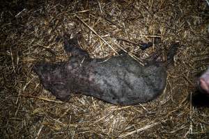 Dublin Piggery 2025 - In June 2025, investigators, acting on information from a member of the public, captured footage inside Andgar piggery in Dublin, South Australia. 

The footage shows pigs living alongside the decomposing bodies of hundreds of dead pigs, with some becoming stuck in a giant pile of corpses. 

Other footage from the same piggery shows pigs in 'eco sheds' on the property, which are sheds with two or three walls, with at least one side open to the elements. The pigs in these sheds are seen wading through mud and waste, which is often so deep that they are forced to swim. Some pigs had drowned in these sheds, likely after becoming stuck. 

Pigs were filmed with massive, necrotic wounds where infection had eaten through skin down to the bone. One pig had a hole in their back that was roughly 10cm in diameter and packed with straw, mud and faeces. Piglets were also found living amongst the dead and rotting bodies of their littermates.

These visits took place over a month after this farm had been reported to the RSPCA by a member of the public, who was so horrified by the conditions that they knew they had to act. 
 - Captured at Dublin Piggery, Dublin SA Australia.