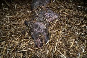 Dublin Piggery 2025 - In June 2025, investigators, acting on information from a member of the public, captured footage inside Andgar piggery in Dublin, South Australia.
The footage shows pigs living alongside the decomposing bodies of hundreds of dead pigs, with some becoming stuck in a giant pile of corpses.
Other footage from the same piggery shows pigs in 'eco sheds' on the property, which are sheds with two or three walls, with at least one side open to the elements. The pigs in these sheds are seen wading through mud and waste, which is often so deep that they are forced to swim. Some pigs had drowned in these sheds, likely after becoming stuck.
Pigs were filmed with massive, necrotic wounds where infection had eaten through skin down to the bone. One pig had a hole in their back that was roughly 10cm in diameter and packed with straw, mud and faeces. Piglets were also found living amongst the dead and rotting bodies of their littermates.
These visits took place over a month after this farm had been reported to the RSPCA by a member of the public, who was so horrified by the conditions that they knew they had to act.
- Captured at Dublin Piggery, Dublin SA Australia.