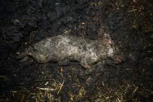 Dublin Piggery 2025 - In June 2025, investigators, acting on information from a member of the public, captured footage inside Andgar piggery in Dublin, South Australia. 

The footage shows pigs living alongside the decomposing bodies of hundreds of dead pigs, with some becoming stuck in a giant pile of corpses. 

Other footage from the same piggery shows pigs in 'eco sheds' on the property, which are sheds with two or three walls, with at least one side open to the elements. The pigs in these sheds are seen wading through mud and waste, which is often so deep that they are forced to swim. Some pigs had drowned in these sheds, likely after becoming stuck. 

Pigs were filmed with massive, necrotic wounds where infection had eaten through skin down to the bone. One pig had a hole in their back that was roughly 10cm in diameter and packed with straw, mud and faeces. Piglets were also found living amongst the dead and rotting bodies of their littermates.

These visits took place over a month after this farm had been reported to the RSPCA by a member of the public, who was so horrified by the conditions that they knew they had to act. 
 - Captured at Dublin Piggery, Dublin SA Australia.