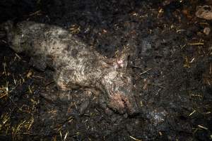 Dublin Piggery 2025 - In June 2025, investigators, acting on information from a member of the public, captured footage inside Andgar piggery in Dublin, South Australia.
The footage shows pigs living alongside the decomposing bodies of hundreds of dead pigs, with some becoming stuck in a giant pile of corpses.
Other footage from the same piggery shows pigs in 'eco sheds' on the property, which are sheds with two or three walls, with at least one side open to the elements. The pigs in these sheds are seen wading through mud and waste, which is often so deep that they are forced to swim. Some pigs had drowned in these sheds, likely after becoming stuck.
Pigs were filmed with massive, necrotic wounds where infection had eaten through skin down to the bone. One pig had a hole in their back that was roughly 10cm in diameter and packed with straw, mud and faeces. Piglets were also found living amongst the dead and rotting bodies of their littermates.
These visits took place over a month after this farm had been reported to the RSPCA by a member of the public, who was so horrified by the conditions that they knew they had to act.
- Captured at Dublin Piggery, Dublin SA Australia.