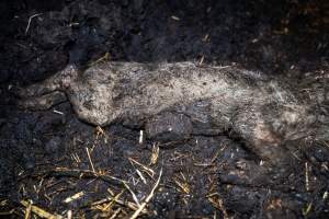 Dublin Piggery 2025 - In June 2025, investigators, acting on information from a member of the public, captured footage inside Andgar piggery in Dublin, South Australia.
The footage shows pigs living alongside the decomposing bodies of hundreds of dead pigs, with some becoming stuck in a giant pile of corpses.
Other footage from the same piggery shows pigs in 'eco sheds' on the property, which are sheds with two or three walls, with at least one side open to the elements. The pigs in these sheds are seen wading through mud and waste, which is often so deep that they are forced to swim. Some pigs had drowned in these sheds, likely after becoming stuck.
Pigs were filmed with massive, necrotic wounds where infection had eaten through skin down to the bone. One pig had a hole in their back that was roughly 10cm in diameter and packed with straw, mud and faeces. Piglets were also found living amongst the dead and rotting bodies of their littermates.
These visits took place over a month after this farm had been reported to the RSPCA by a member of the public, who was so horrified by the conditions that they knew they had to act.
- Captured at Dublin Piggery, Dublin SA Australia.