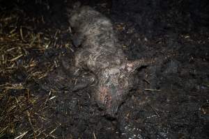 Dublin Piggery 2025 - In June 2025, investigators, acting on information from a member of the public, captured footage inside Andgar piggery in Dublin, South Australia.
The footage shows pigs living alongside the decomposing bodies of hundreds of dead pigs, with some becoming stuck in a giant pile of corpses.
Other footage from the same piggery shows pigs in 'eco sheds' on the property, which are sheds with two or three walls, with at least one side open to the elements. The pigs in these sheds are seen wading through mud and waste, which is often so deep that they are forced to swim. Some pigs had drowned in these sheds, likely after becoming stuck.
Pigs were filmed with massive, necrotic wounds where infection had eaten through skin down to the bone. One pig had a hole in their back that was roughly 10cm in diameter and packed with straw, mud and faeces. Piglets were also found living amongst the dead and rotting bodies of their littermates.
These visits took place over a month after this farm had been reported to the RSPCA by a member of the public, who was so horrified by the conditions that they knew they had to act.
- Captured at Dublin Piggery, Dublin SA Australia.