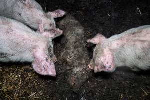 Dublin Piggery 2025 - In June 2025, investigators, acting on information from a member of the public, captured footage inside Andgar piggery in Dublin, South Australia.
The footage shows pigs living alongside the decomposing bodies of hundreds of dead pigs, with some becoming stuck in a giant pile of corpses.
Other footage from the same piggery shows pigs in 'eco sheds' on the property, which are sheds with two or three walls, with at least one side open to the elements. The pigs in these sheds are seen wading through mud and waste, which is often so deep that they are forced to swim. Some pigs had drowned in these sheds, likely after becoming stuck.
Pigs were filmed with massive, necrotic wounds where infection had eaten through skin down to the bone. One pig had a hole in their back that was roughly 10cm in diameter and packed with straw, mud and faeces. Piglets were also found living amongst the dead and rotting bodies of their littermates.
These visits took place over a month after this farm had been reported to the RSPCA by a member of the public, who was so horrified by the conditions that they knew they had to act.
- Captured at Dublin Piggery, Dublin SA Australia.