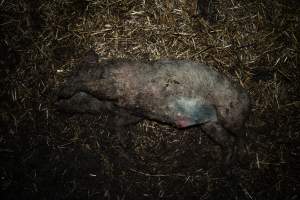 Dublin Piggery 2025 - In June 2025, investigators, acting on information from a member of the public, captured footage inside Andgar piggery in Dublin, South Australia.
The footage shows pigs living alongside the decomposing bodies of hundreds of dead pigs, with some becoming stuck in a giant pile of corpses.
Other footage from the same piggery shows pigs in 'eco sheds' on the property, which are sheds with two or three walls, with at least one side open to the elements. The pigs in these sheds are seen wading through mud and waste, which is often so deep that they are forced to swim. Some pigs had drowned in these sheds, likely after becoming stuck.
Pigs were filmed with massive, necrotic wounds where infection had eaten through skin down to the bone. One pig had a hole in their back that was roughly 10cm in diameter and packed with straw, mud and faeces. Piglets were also found living amongst the dead and rotting bodies of their littermates.
These visits took place over a month after this farm had been reported to the RSPCA by a member of the public, who was so horrified by the conditions that they knew they had to act.
- Captured at Dublin Piggery, Dublin SA Australia.