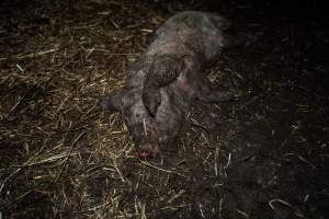 Dublin Piggery 2025 - In June 2025, investigators, acting on information from a member of the public, captured footage inside Andgar piggery in Dublin, South Australia.
The footage shows pigs living alongside the decomposing bodies of hundreds of dead pigs, with some becoming stuck in a giant pile of corpses.
Other footage from the same piggery shows pigs in 'eco sheds' on the property, which are sheds with two or three walls, with at least one side open to the elements. The pigs in these sheds are seen wading through mud and waste, which is often so deep that they are forced to swim. Some pigs had drowned in these sheds, likely after becoming stuck.
Pigs were filmed with massive, necrotic wounds where infection had eaten through skin down to the bone. One pig had a hole in their back that was roughly 10cm in diameter and packed with straw, mud and faeces. Piglets were also found living amongst the dead and rotting bodies of their littermates.
These visits took place over a month after this farm had been reported to the RSPCA by a member of the public, who was so horrified by the conditions that they knew they had to act.
- Captured at Dublin Piggery, Dublin SA Australia.