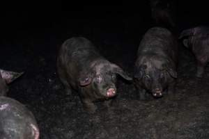 Dublin Piggery 2025 - In June 2025, investigators, acting on information from a member of the public, captured footage inside Andgar piggery in Dublin, South Australia. 

The footage shows pigs living alongside the decomposing bodies of hundreds of dead pigs, with some becoming stuck in a giant pile of corpses. 

Other footage from the same piggery shows pigs in 'eco sheds' on the property, which are sheds with two or three walls, with at least one side open to the elements. The pigs in these sheds are seen wading through mud and waste, which is often so deep that they are forced to swim. Some pigs had drowned in these sheds, likely after becoming stuck. 

Pigs were filmed with massive, necrotic wounds where infection had eaten through skin down to the bone. One pig had a hole in their back that was roughly 10cm in diameter and packed with straw, mud and faeces. Piglets were also found living amongst the dead and rotting bodies of their littermates.

These visits took place over a month after this farm had been reported to the RSPCA by a member of the public, who was so horrified by the conditions that they knew they had to act. 
 - Captured at Dublin Piggery, Dublin SA Australia.