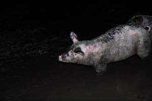 Dublin Piggery 2025 - In June 2025, investigators, acting on information from a member of the public, captured footage inside Andgar piggery in Dublin, South Australia.
The footage shows pigs living alongside the decomposing bodies of hundreds of dead pigs, with some becoming stuck in a giant pile of corpses.
Other footage from the same piggery shows pigs in 'eco sheds' on the property, which are sheds with two or three walls, with at least one side open to the elements. The pigs in these sheds are seen wading through mud and waste, which is often so deep that they are forced to swim. Some pigs had drowned in these sheds, likely after becoming stuck.
Pigs were filmed with massive, necrotic wounds where infection had eaten through skin down to the bone. One pig had a hole in their back that was roughly 10cm in diameter and packed with straw, mud and faeces. Piglets were also found living amongst the dead and rotting bodies of their littermates.
These visits took place over a month after this farm had been reported to the RSPCA by a member of the public, who was so horrified by the conditions that they knew they had to act.
- Captured at Dublin Piggery, Dublin SA Australia.