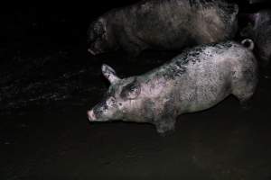 Dublin Piggery 2025 - In June 2025, investigators, acting on information from a member of the public, captured footage inside Andgar piggery in Dublin, South Australia.
The footage shows pigs living alongside the decomposing bodies of hundreds of dead pigs, with some becoming stuck in a giant pile of corpses.
Other footage from the same piggery shows pigs in 'eco sheds' on the property, which are sheds with two or three walls, with at least one side open to the elements. The pigs in these sheds are seen wading through mud and waste, which is often so deep that they are forced to swim. Some pigs had drowned in these sheds, likely after becoming stuck.
Pigs were filmed with massive, necrotic wounds where infection had eaten through skin down to the bone. One pig had a hole in their back that was roughly 10cm in diameter and packed with straw, mud and faeces. Piglets were also found living amongst the dead and rotting bodies of their littermates.
These visits took place over a month after this farm had been reported to the RSPCA by a member of the public, who was so horrified by the conditions that they knew they had to act.
- Captured at Dublin Piggery, Dublin SA Australia.