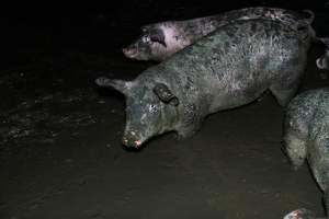 Dublin Piggery 2025 - In June 2025, investigators, acting on information from a member of the public, captured footage inside Andgar piggery in Dublin, South Australia. 

The footage shows pigs living alongside the decomposing bodies of hundreds of dead pigs, with some becoming stuck in a giant pile of corpses. 

Other footage from the same piggery shows pigs in 'eco sheds' on the property, which are sheds with two or three walls, with at least one side open to the elements. The pigs in these sheds are seen wading through mud and waste, which is often so deep that they are forced to swim. Some pigs had drowned in these sheds, likely after becoming stuck. 

Pigs were filmed with massive, necrotic wounds where infection had eaten through skin down to the bone. One pig had a hole in their back that was roughly 10cm in diameter and packed with straw, mud and faeces. Piglets were also found living amongst the dead and rotting bodies of their littermates.

These visits took place over a month after this farm had been reported to the RSPCA by a member of the public, who was so horrified by the conditions that they knew they had to act. 
 - Captured at Dublin Piggery, Dublin SA Australia.