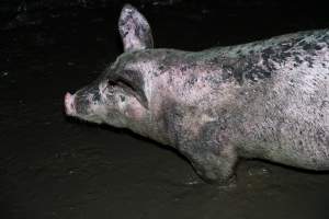 Dublin Piggery 2025 - In June 2025, investigators, acting on information from a member of the public, captured footage inside Andgar piggery in Dublin, South Australia. 

The footage shows pigs living alongside the decomposing bodies of hundreds of dead pigs, with some becoming stuck in a giant pile of corpses. 

Other footage from the same piggery shows pigs in 'eco sheds' on the property, which are sheds with two or three walls, with at least one side open to the elements. The pigs in these sheds are seen wading through mud and waste, which is often so deep that they are forced to swim. Some pigs had drowned in these sheds, likely after becoming stuck. 

Pigs were filmed with massive, necrotic wounds where infection had eaten through skin down to the bone. One pig had a hole in their back that was roughly 10cm in diameter and packed with straw, mud and faeces. Piglets were also found living amongst the dead and rotting bodies of their littermates.

These visits took place over a month after this farm had been reported to the RSPCA by a member of the public, who was so horrified by the conditions that they knew they had to act. 
 - Captured at Andgar Piggery, Dublin SA Australia.