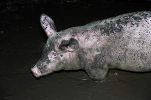 Dublin Piggery 2025 - In June 2025, investigators, acting on information from a member of the public, captured footage inside Andgar piggery in Dublin, South Australia.
The footage shows pigs living alongside the decomposing bodies of hundreds of dead pigs, with some becoming stuck in a giant pile of corpses.
Other footage from the same piggery shows pigs in 'eco sheds' on the property, which are sheds with two or three walls, with at least one side open to the elements. The pigs in these sheds are seen wading through mud and waste, which is often so deep that they are forced to swim. Some pigs had drowned in these sheds, likely after becoming stuck.
Pigs were filmed with massive, necrotic wounds where infection had eaten through skin down to the bone. One pig had a hole in their back that was roughly 10cm in diameter and packed with straw, mud and faeces. Piglets were also found living amongst the dead and rotting bodies of their littermates.
These visits took place over a month after this farm had been reported to the RSPCA by a member of the public, who was so horrified by the conditions that they knew they had to act.
- Captured at Andgar Piggery, Dublin SA Australia.