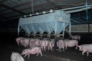 Dublin Piggery 2025 - In June 2025, investigators, acting on information from a member of the public, captured footage inside Andgar piggery in Dublin, South Australia.
The footage shows pigs living alongside the decomposing bodies of hundreds of dead pigs, with some becoming stuck in a giant pile of corpses.
Other footage from the same piggery shows pigs in 'eco sheds' on the property, which are sheds with two or three walls, with at least one side open to the elements. The pigs in these sheds are seen wading through mud and waste, which is often so deep that they are forced to swim. Some pigs had drowned in these sheds, likely after becoming stuck.
Pigs were filmed with massive, necrotic wounds where infection had eaten through skin down to the bone. One pig had a hole in their back that was roughly 10cm in diameter and packed with straw, mud and faeces. Piglets were also found living amongst the dead and rotting bodies of their littermates.
These visits took place over a month after this farm had been reported to the RSPCA by a member of the public, who was so horrified by the conditions that they knew they had to act.
- Captured at Dublin Piggery, Dublin SA Australia.