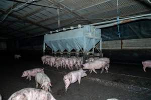 Dublin Piggery 2025 - In June 2025, investigators, acting on information from a member of the public, captured footage inside Andgar piggery in Dublin, South Australia.
The footage shows pigs living alongside the decomposing bodies of hundreds of dead pigs, with some becoming stuck in a giant pile of corpses.
Other footage from the same piggery shows pigs in 'eco sheds' on the property, which are sheds with two or three walls, with at least one side open to the elements. The pigs in these sheds are seen wading through mud and waste, which is often so deep that they are forced to swim. Some pigs had drowned in these sheds, likely after becoming stuck.
Pigs were filmed with massive, necrotic wounds where infection had eaten through skin down to the bone. One pig had a hole in their back that was roughly 10cm in diameter and packed with straw, mud and faeces. Piglets were also found living amongst the dead and rotting bodies of their littermates.
These visits took place over a month after this farm had been reported to the RSPCA by a member of the public, who was so horrified by the conditions that they knew they had to act.
- Captured at Dublin Piggery, Dublin SA Australia.