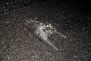 Dublin Piggery 2025 - In June 2025, investigators, acting on information from a member of the public, captured footage inside Andgar piggery in Dublin, South Australia.
The footage shows pigs living alongside the decomposing bodies of hundreds of dead pigs, with some becoming stuck in a giant pile of corpses.
Other footage from the same piggery shows pigs in 'eco sheds' on the property, which are sheds with two or three walls, with at least one side open to the elements. The pigs in these sheds are seen wading through mud and waste, which is often so deep that they are forced to swim. Some pigs had drowned in these sheds, likely after becoming stuck.
Pigs were filmed with massive, necrotic wounds where infection had eaten through skin down to the bone. One pig had a hole in their back that was roughly 10cm in diameter and packed with straw, mud and faeces. Piglets were also found living amongst the dead and rotting bodies of their littermates.
These visits took place over a month after this farm had been reported to the RSPCA by a member of the public, who was so horrified by the conditions that they knew they had to act.
- Captured at Dublin Piggery, Dublin SA Australia.