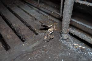 Dublin Piggery 2025 - In June 2025, investigators, acting on information from a member of the public, captured footage inside Andgar piggery in Dublin, South Australia.
The footage shows pigs living alongside the decomposing bodies of hundreds of dead pigs, with some becoming stuck in a giant pile of corpses.
Other footage from the same piggery shows pigs in 'eco sheds' on the property, which are sheds with two or three walls, with at least one side open to the elements. The pigs in these sheds are seen wading through mud and waste, which is often so deep that they are forced to swim. Some pigs had drowned in these sheds, likely after becoming stuck.
Pigs were filmed with massive, necrotic wounds where infection had eaten through skin down to the bone. One pig had a hole in their back that was roughly 10cm in diameter and packed with straw, mud and faeces. Piglets were also found living amongst the dead and rotting bodies of their littermates.
These visits took place over a month after this farm had been reported to the RSPCA by a member of the public, who was so horrified by the conditions that they knew they had to act.
- Captured at Dublin Piggery, Dublin SA Australia.