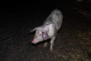 Dublin Piggery 2025 - In June 2025, investigators, acting on information from a member of the public, captured footage inside Andgar piggery in Dublin, South Australia. 

The footage shows pigs living alongside the decomposing bodies of hundreds of dead pigs, with some becoming stuck in a giant pile of corpses. 

Other footage from the same piggery shows pigs in 'eco sheds' on the property, which are sheds with two or three walls, with at least one side open to the elements. The pigs in these sheds are seen wading through mud and waste, which is often so deep that they are forced to swim. Some pigs had drowned in these sheds, likely after becoming stuck. 

Pigs were filmed with massive, necrotic wounds where infection had eaten through skin down to the bone. One pig had a hole in their back that was roughly 10cm in diameter and packed with straw, mud and faeces. Piglets were also found living amongst the dead and rotting bodies of their littermates.

These visits took place over a month after this farm had been reported to the RSPCA by a member of the public, who was so horrified by the conditions that they knew they had to act. 
 - Captured at Dublin Piggery, Dublin SA Australia.