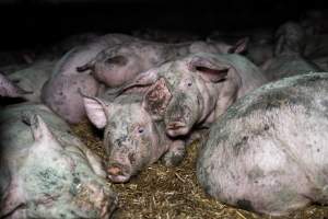 Dublin Piggery 2025 - In June 2025, investigators, acting on information from a member of the public, captured footage inside Andgar piggery in Dublin, South Australia. 

The footage shows pigs living alongside the decomposing bodies of hundreds of dead pigs, with some becoming stuck in a giant pile of corpses. 

Other footage from the same piggery shows pigs in 'eco sheds' on the property, which are sheds with two or three walls, with at least one side open to the elements. The pigs in these sheds are seen wading through mud and waste, which is often so deep that they are forced to swim. Some pigs had drowned in these sheds, likely after becoming stuck. 

Pigs were filmed with massive, necrotic wounds where infection had eaten through skin down to the bone. One pig had a hole in their back that was roughly 10cm in diameter and packed with straw, mud and faeces. Piglets were also found living amongst the dead and rotting bodies of their littermates.

These visits took place over a month after this farm had been reported to the RSPCA by a member of the public, who was so horrified by the conditions that they knew they had to act. 
 - Captured at Dublin Piggery, Dublin SA Australia.