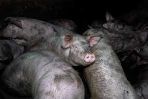 Dublin Piggery 2025 - In June 2025, investigators, acting on information from a member of the public, captured footage inside Andgar piggery in Dublin, South Australia.
The footage shows pigs living alongside the decomposing bodies of hundreds of dead pigs, with some becoming stuck in a giant pile of corpses.
Other footage from the same piggery shows pigs in 'eco sheds' on the property, which are sheds with two or three walls, with at least one side open to the elements. The pigs in these sheds are seen wading through mud and waste, which is often so deep that they are forced to swim. Some pigs had drowned in these sheds, likely after becoming stuck.
Pigs were filmed with massive, necrotic wounds where infection had eaten through skin down to the bone. One pig had a hole in their back that was roughly 10cm in diameter and packed with straw, mud and faeces. Piglets were also found living amongst the dead and rotting bodies of their littermates.
These visits took place over a month after this farm had been reported to the RSPCA by a member of the public, who was so horrified by the conditions that they knew they had to act.
- Captured at Dublin Piggery, Dublin SA Australia.