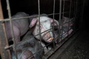 Dublin Piggery 2025 - In June 2025, investigators, acting on information from a member of the public, captured footage inside Andgar piggery in Dublin, South Australia.
The footage shows pigs living alongside the decomposing bodies of hundreds of dead pigs, with some becoming stuck in a giant pile of corpses.
Other footage from the same piggery shows pigs in 'eco sheds' on the property, which are sheds with two or three walls, with at least one side open to the elements. The pigs in these sheds are seen wading through mud and waste, which is often so deep that they are forced to swim. Some pigs had drowned in these sheds, likely after becoming stuck.
Pigs were filmed with massive, necrotic wounds where infection had eaten through skin down to the bone. One pig had a hole in their back that was roughly 10cm in diameter and packed with straw, mud and faeces. Piglets were also found living amongst the dead and rotting bodies of their littermates.
These visits took place over a month after this farm had been reported to the RSPCA by a member of the public, who was so horrified by the conditions that they knew they had to act.
- Captured at Dublin Piggery, Dublin SA Australia.