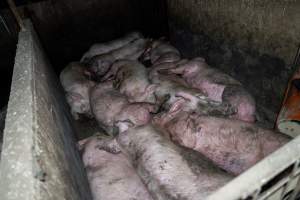 Dublin Piggery 2025 - In June 2025, investigators, acting on information from a member of the public, captured footage inside Andgar piggery in Dublin, South Australia.
The footage shows pigs living alongside the decomposing bodies of hundreds of dead pigs, with some becoming stuck in a giant pile of corpses.
Other footage from the same piggery shows pigs in 'eco sheds' on the property, which are sheds with two or three walls, with at least one side open to the elements. The pigs in these sheds are seen wading through mud and waste, which is often so deep that they are forced to swim. Some pigs had drowned in these sheds, likely after becoming stuck.
Pigs were filmed with massive, necrotic wounds where infection had eaten through skin down to the bone. One pig had a hole in their back that was roughly 10cm in diameter and packed with straw, mud and faeces. Piglets were also found living amongst the dead and rotting bodies of their littermates.
These visits took place over a month after this farm had been reported to the RSPCA by a member of the public, who was so horrified by the conditions that they knew they had to act.
- Captured at Dublin Piggery, Dublin SA Australia.