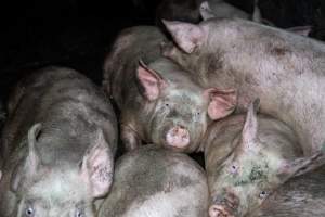 Dublin Piggery 2025 - In June 2025, investigators, acting on information from a member of the public, captured footage inside Andgar piggery in Dublin, South Australia. 

The footage shows pigs living alongside the decomposing bodies of hundreds of dead pigs, with some becoming stuck in a giant pile of corpses. 

Other footage from the same piggery shows pigs in 'eco sheds' on the property, which are sheds with two or three walls, with at least one side open to the elements. The pigs in these sheds are seen wading through mud and waste, which is often so deep that they are forced to swim. Some pigs had drowned in these sheds, likely after becoming stuck. 

Pigs were filmed with massive, necrotic wounds where infection had eaten through skin down to the bone. One pig had a hole in their back that was roughly 10cm in diameter and packed with straw, mud and faeces. Piglets were also found living amongst the dead and rotting bodies of their littermates.

These visits took place over a month after this farm had been reported to the RSPCA by a member of the public, who was so horrified by the conditions that they knew they had to act. 
 - Captured at Dublin Piggery, Dublin SA Australia.