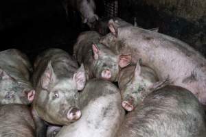 Dublin Piggery 2025 - In June 2025, investigators, acting on information from a member of the public, captured footage inside Andgar piggery in Dublin, South Australia.
The footage shows pigs living alongside the decomposing bodies of hundreds of dead pigs, with some becoming stuck in a giant pile of corpses.
Other footage from the same piggery shows pigs in 'eco sheds' on the property, which are sheds with two or three walls, with at least one side open to the elements. The pigs in these sheds are seen wading through mud and waste, which is often so deep that they are forced to swim. Some pigs had drowned in these sheds, likely after becoming stuck.
Pigs were filmed with massive, necrotic wounds where infection had eaten through skin down to the bone. One pig had a hole in their back that was roughly 10cm in diameter and packed with straw, mud and faeces. Piglets were also found living amongst the dead and rotting bodies of their littermates.
These visits took place over a month after this farm had been reported to the RSPCA by a member of the public, who was so horrified by the conditions that they knew they had to act.
- Captured at Dublin Piggery, Dublin SA Australia.